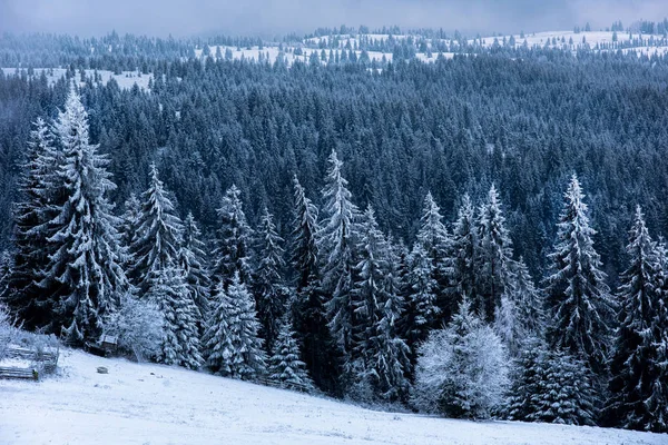 Karla kaplı ağaçlarla kaplı güzel kış manzarası