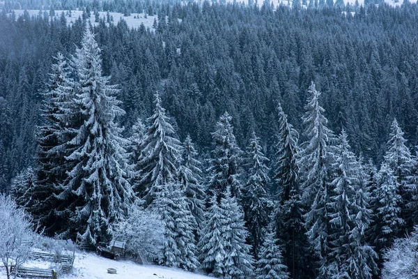 Зимовий пейзаж із засніженими ялиновими деревами та лісом. Різдво — стокове фото