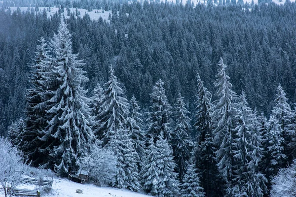 Kış manzara karlı köknar ağaçları ve orman. Noel 