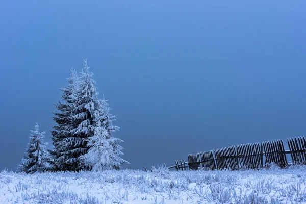 Vánoční strom jedle pokryté jinovatka a námraza a sníh — Stock fotografie