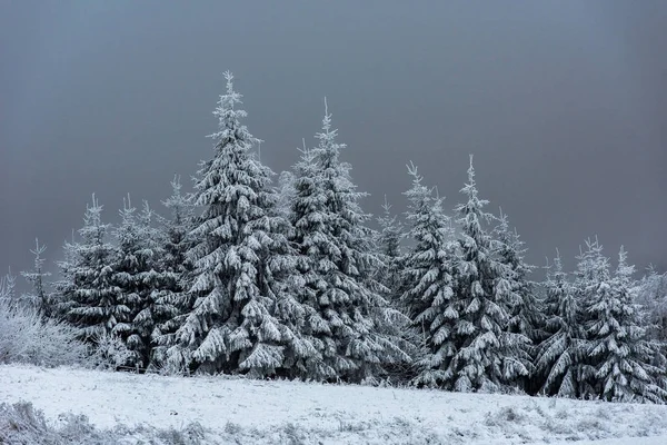 Paisagem de inverno com abetos nevados e floresta. Natal. — Fotografia de Stock