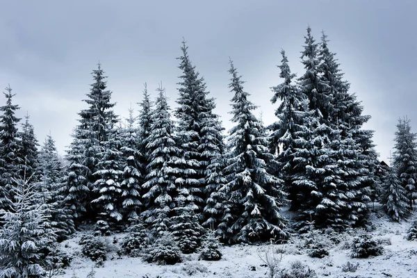 Vackert vinterlandskap med snötäckta träd — Stockfoto