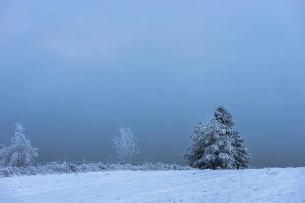 Fir julgran täckt med rimfrost och snö — Stockfoto