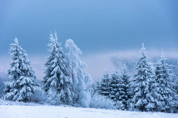Beautiful winter landscape with snow covered trees — Stock Photo, Image