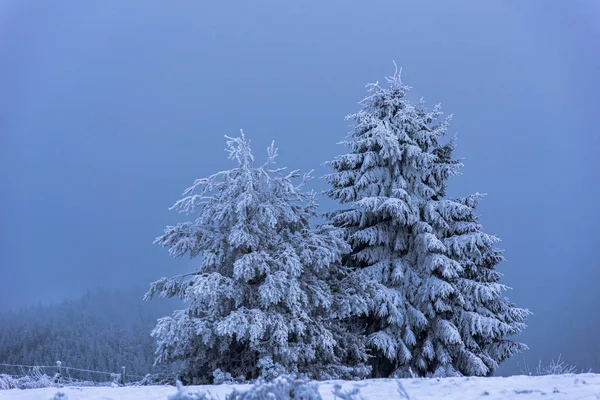 Fir julgran täckt med rimfrost och snö — Stockfoto