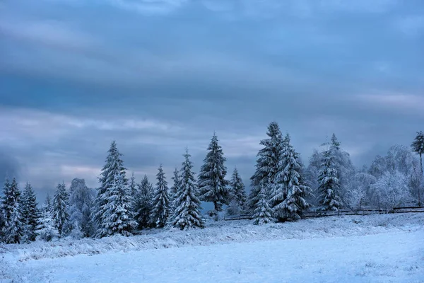 Dağlarda kar ve karla kaplı ağaçlar
