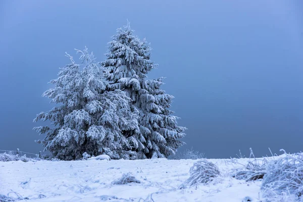 Árvore de abeto de Natal coberta de geada e neve — Fotografia de Stock