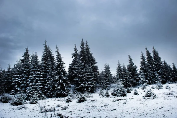 Weihnachten Hintergrund mit schneebedeckten Tannen — Stockfoto