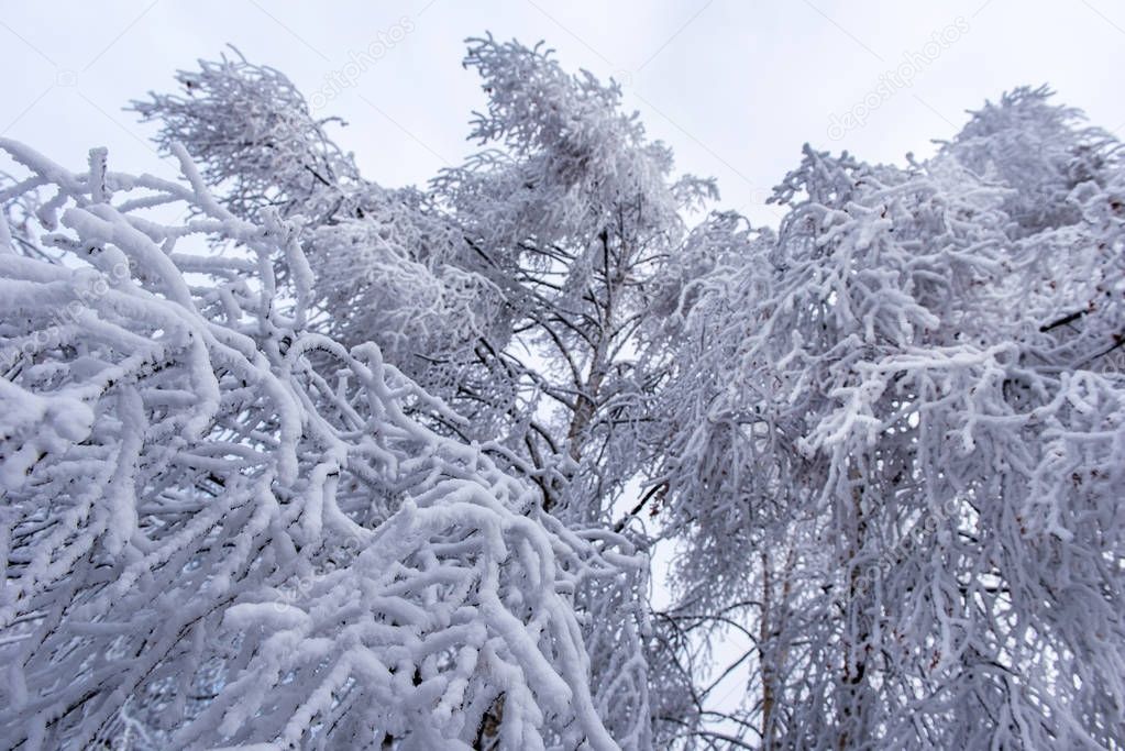 Hoarfrost and snow on birch trees. Winter wonderland