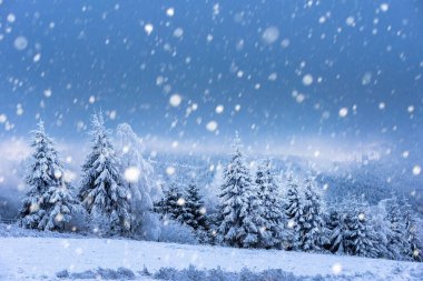 Karlı köknar ağaçları ile Noel arkaplanı 
