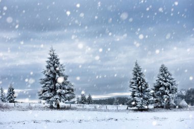 Karlı köknar ağaçları ile Noel arkaplanı 