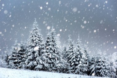 Karlı köknar ağaçları ile Noel arkaplanı 