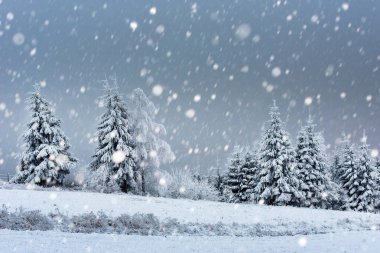 Karlı köknar ağaçları ile Noel arkaplanı 