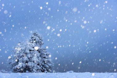 Karlı köknar ağaçları ile Noel arkaplanı 