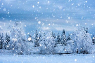 Karlı köknar ağaçları ile Noel arkaplanı 