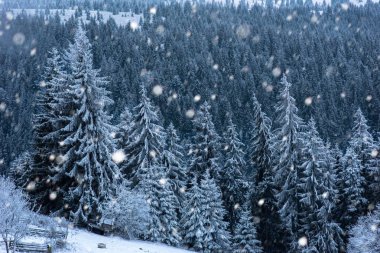 Karlı köknar ağaçları ile Noel arkaplanı 