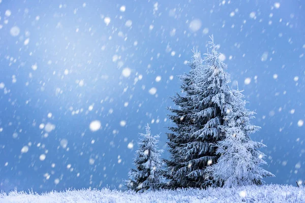 Karácsonyi háttér havas fenyő fák — Stock Fotó