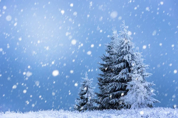 Jul bakgrund med snöiga gran träd — Stockfoto