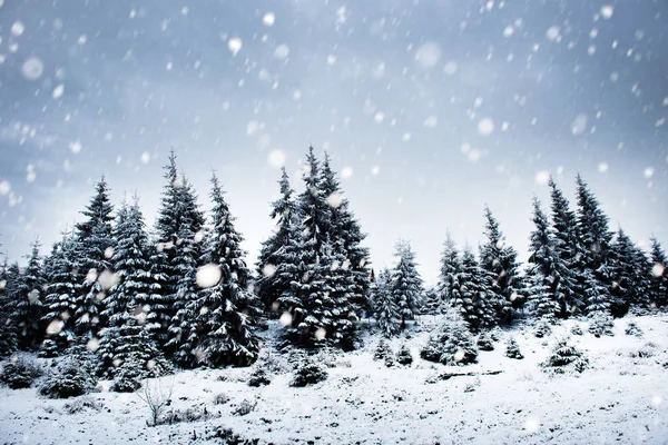 Fond de Noël avec sapins neigeux — Photo