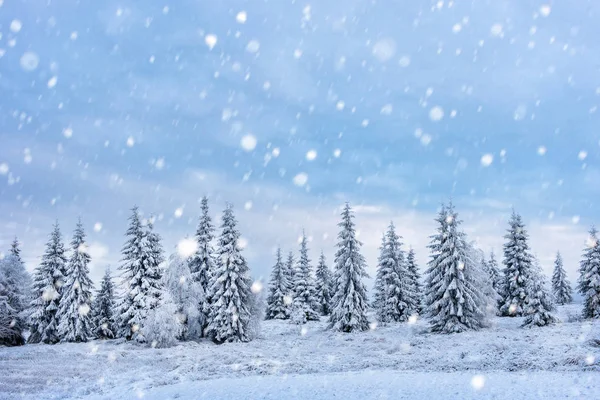 बर्फीले खजूर के पेड़ के साथ क्रिसमस पृष्ठभूमि — स्टॉक फ़ोटो, इमेज