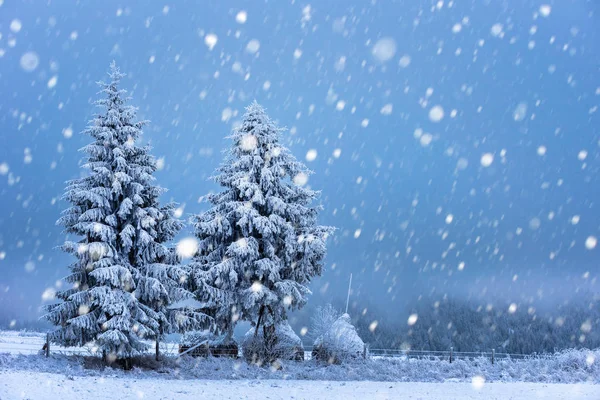 雪のモミの木とクリスマスの背景 — ストック写真