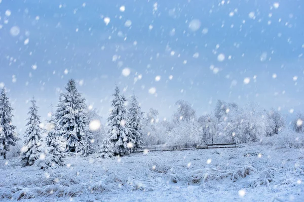 Kerst achtergrond met besneeuwde dennenbomen — Stockfoto