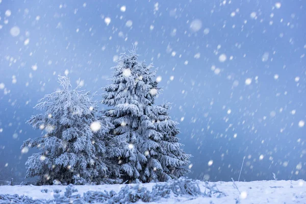 बर्फीले खजूर के पेड़ के साथ क्रिसमस पृष्ठभूमि — स्टॉक फ़ोटो, इमेज