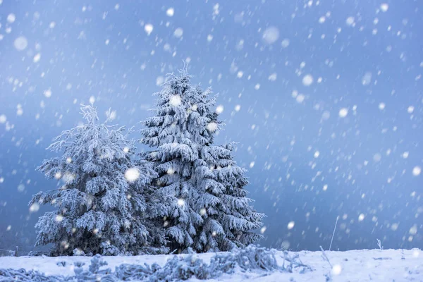 雪のモミの木とクリスマスの背景 — ストック写真