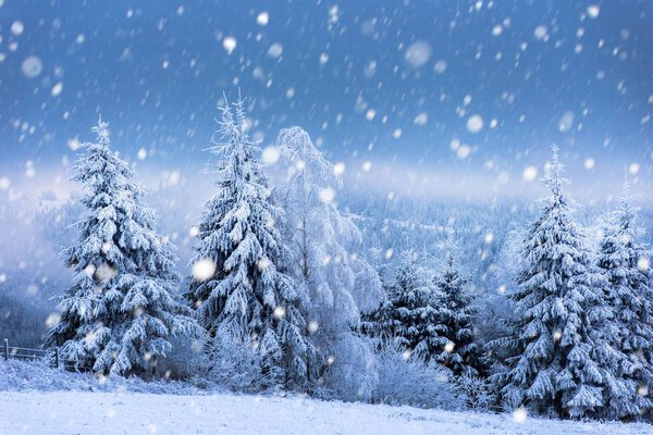 Christmas background with snowy fir trees 