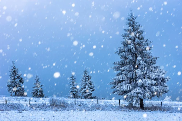 Christmas background with snowy fir trees — Stock Photo, Image