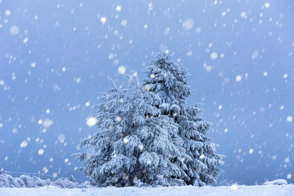 Fondo de Navidad con abetos nevados —  Fotos de Stock