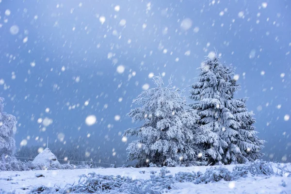 雪のモミの木とクリスマスの背景 — ストック写真