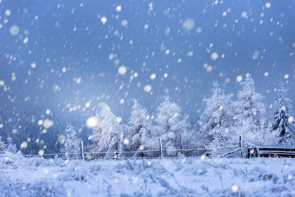 Kerst achtergrond met besneeuwde dennenbomen — Stockfoto