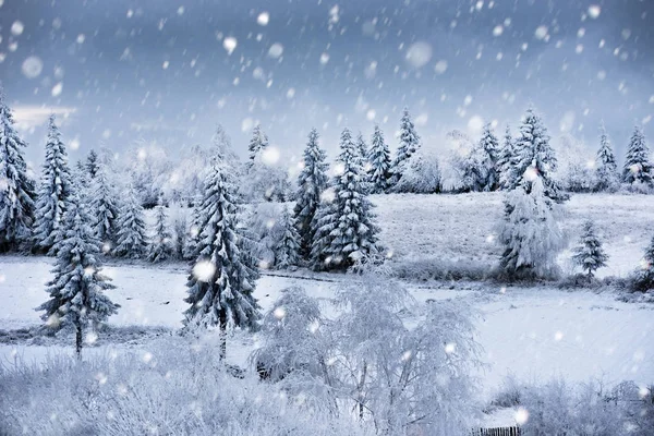 Jul bakgrund med snöiga gran träd — Stockfoto