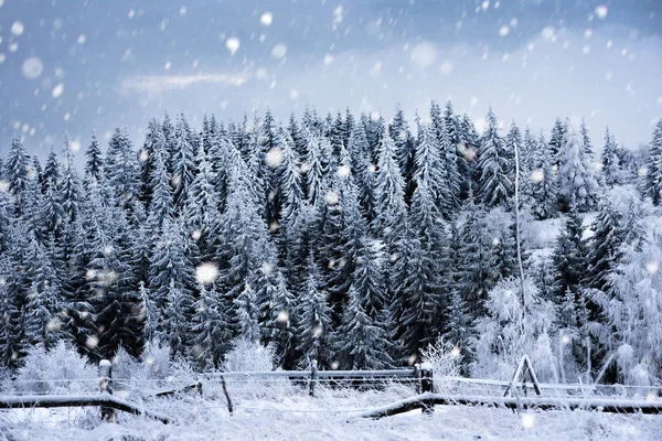 Kerst achtergrond met besneeuwde dennenbomen — Stockfoto