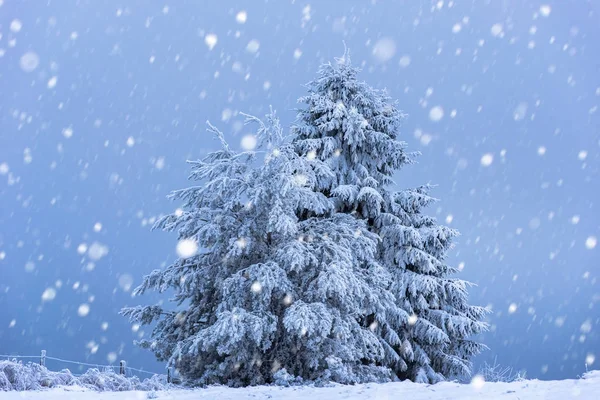 Kerst achtergrond met besneeuwde dennenbomen — Stockfoto