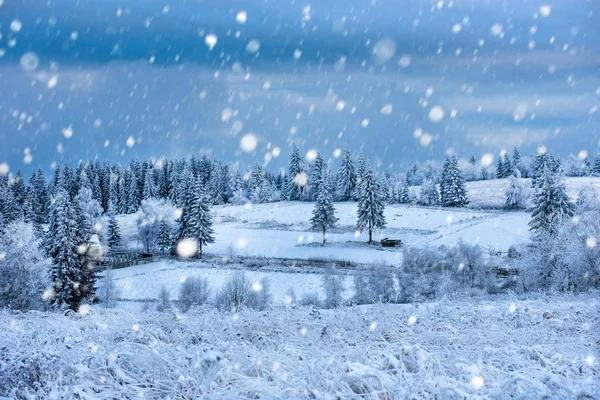 Sfondo natalizio con abeti innevati — Foto Stock