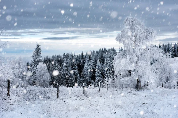 Weihnachten Hintergrund mit schneebedeckten Tannen — Stockfoto