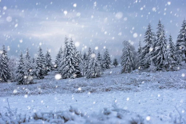 Weihnachten Hintergrund mit schneebedeckten Tannen — Stockfoto