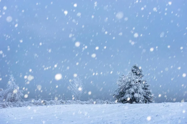 雪のモミの木とクリスマスの背景 — ストック写真