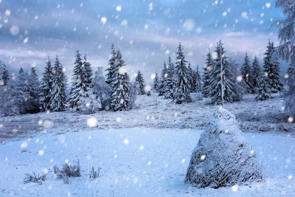 雪のモミの木とクリスマスの背景 — ストック写真