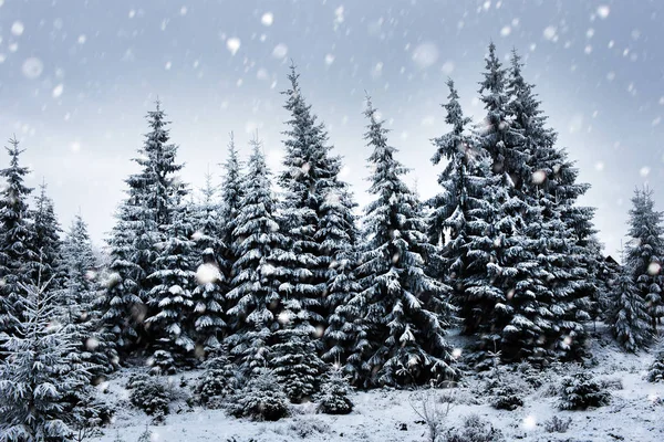 Weihnachten Hintergrund mit schneebedeckten Tannen — Stockfoto