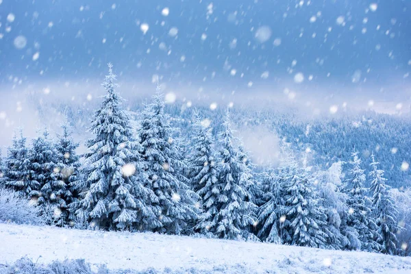 Karlı köknar ağaçları ile Noel arkaplanı — Stok fotoğraf