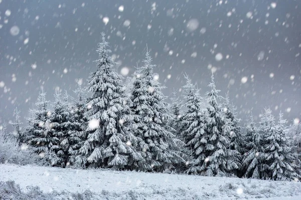 雪のモミの木とクリスマスの背景 — ストック写真