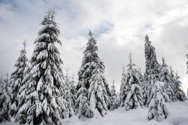 Büyülü kar köknar ağaçları dağlarda kaplı