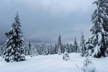 Dağlarda kar kaplı Kış ağaçlar