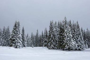 Büyülü kar köknar ağaçları dağlarda kaplı