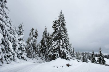 ağaçları kış panorama kar ile kaplı