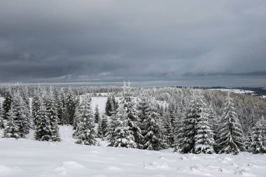 ağaçları kış panorama kar ile kaplı