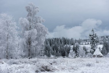 Hoarfrost kırağı ve huş ağacı ve köknar ağaçları kar
